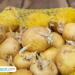 Benarkah Konsumsi Kentang Bertunas Berbahaya?