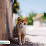 Ribuan Kucing Liar di Bandung Bakal Disterilisasi