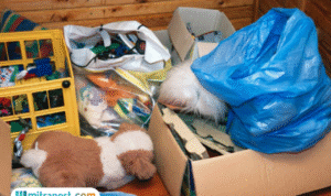 Foto: Ilustrasi Decluttering Bisa Mengubah Hidupmu (sumber: istock)