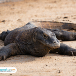 Foto: ilustrasi 10 Biawak Mati Ditabrak Whoosh (sumber: istock)
