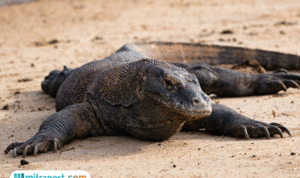 Foto: ilustrasi 10 Biawak Mati Ditabrak Whoosh (sumber: istock)