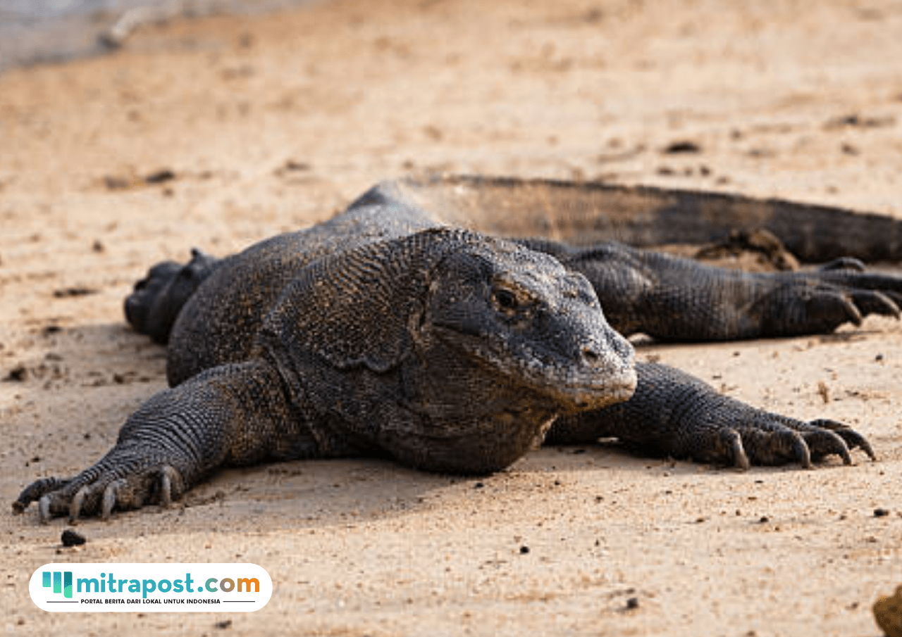 Foto: ilustrasi 10 Biawak Mati Ditabrak Whoosh (sumber: istock)