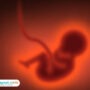 Ilustrasi janin /istock