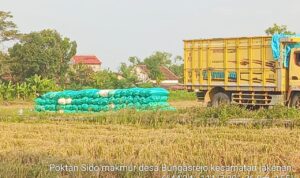 Foto: panen gabah di Kecamatan Jakenan (palevioletred-jellyfish-458835.hostingersite.com/ BPP Jakenan)